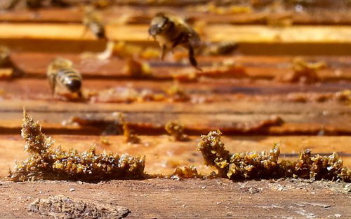 propolis propolis